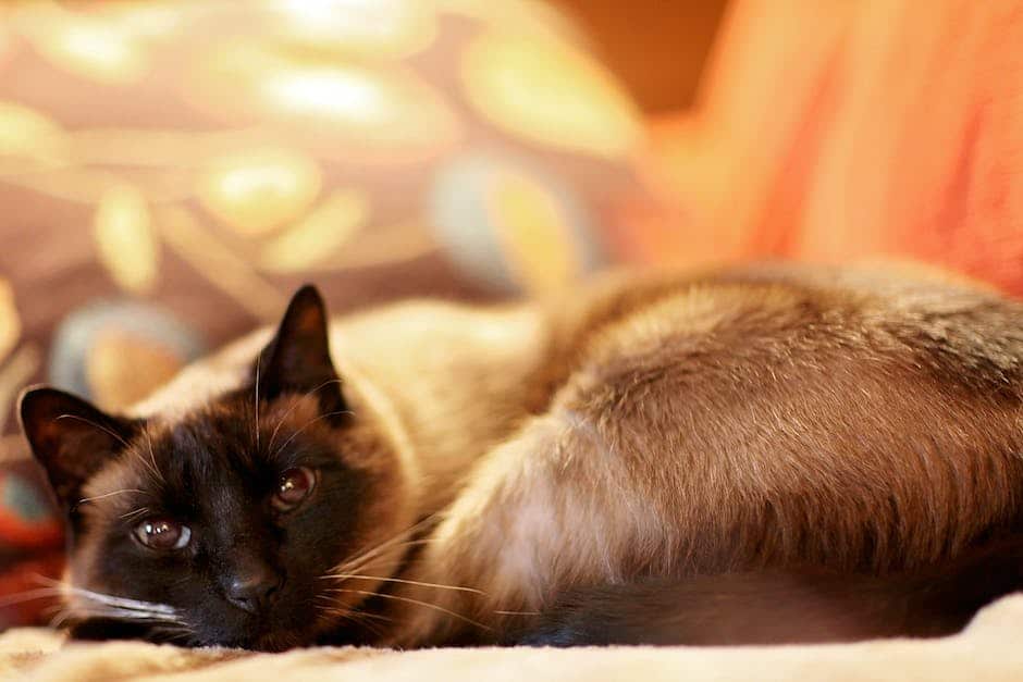 A Siamese cat sitting on a chair, eagerly looking towards its owner during a training session
