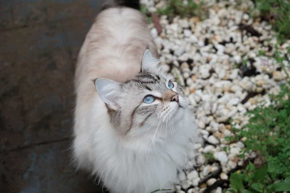 A beautiful image of a Siberian cat with its lush fur and striking blue eyes, capturing the grace and elegance of this unique breed.