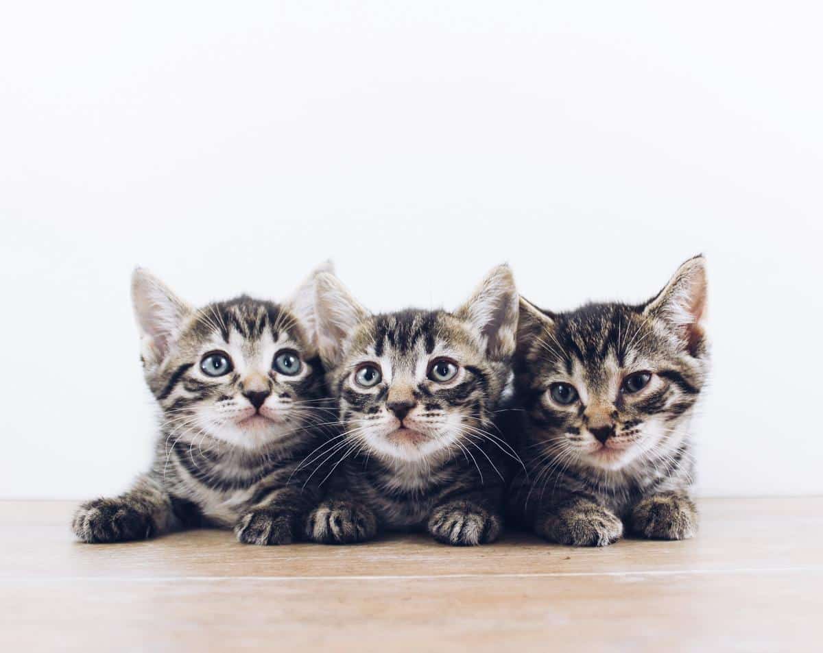 An image of a mother cat cuddling with her sick kittens, providing comfort and care.