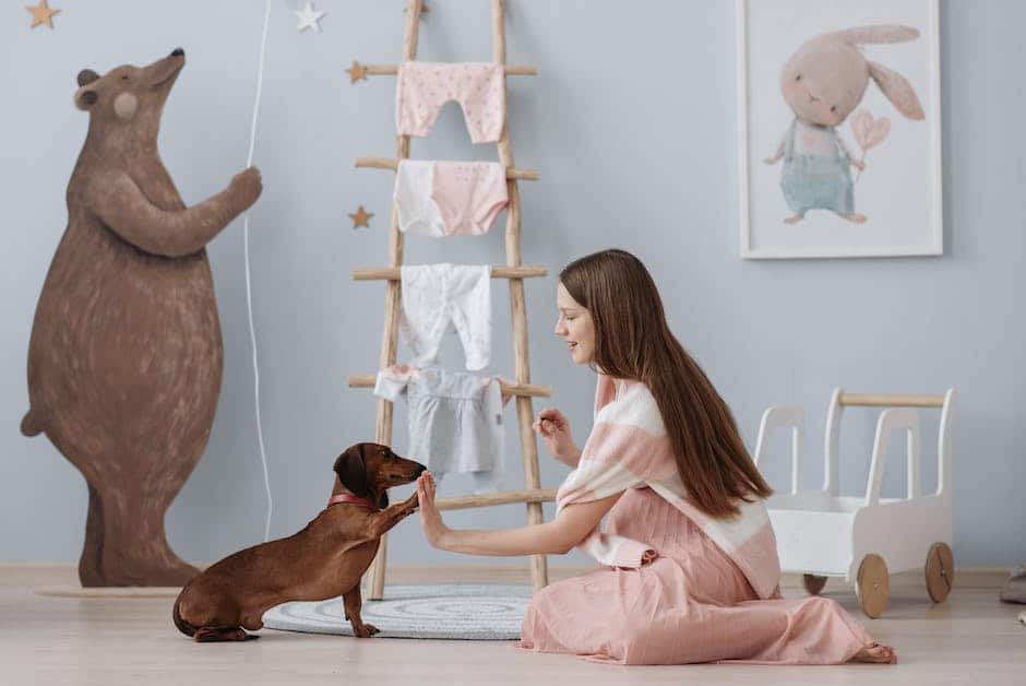 Image illustrating a person gently training a Ragdoll cat using treats and a clicker.