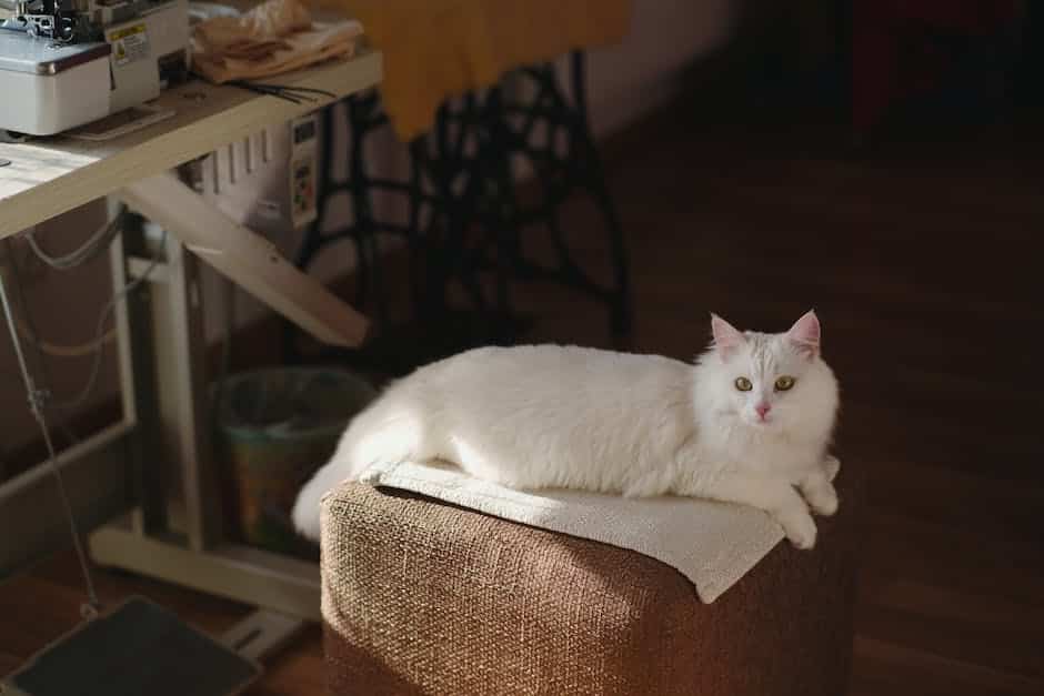 A Turkish Angora with its long white fur and striking blue eyes