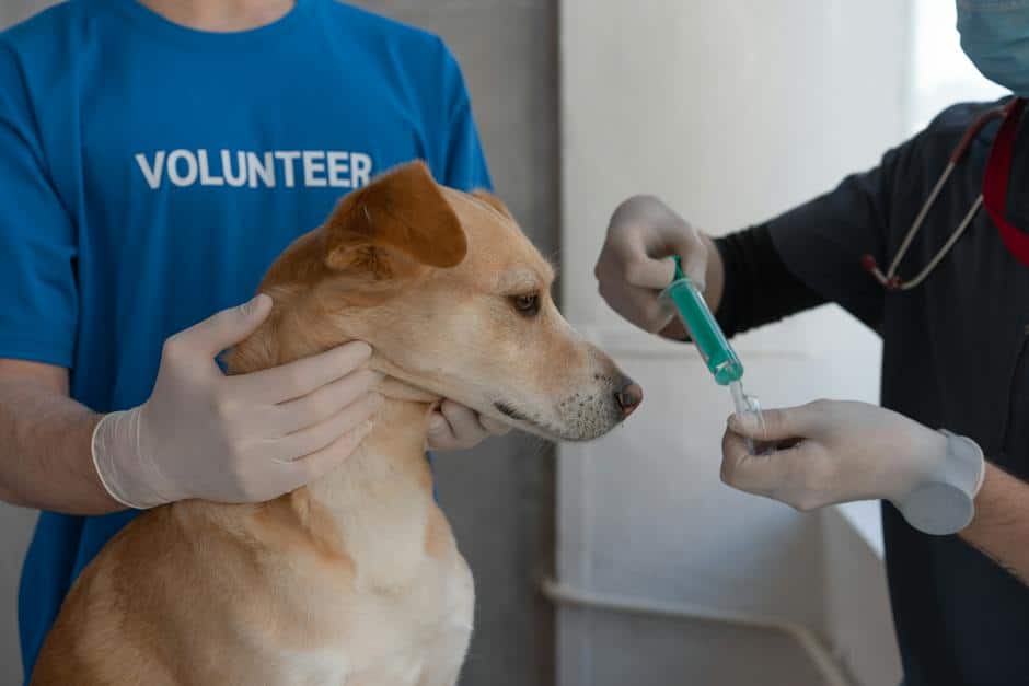 Image of a veterinary clinic with a cat being examined by a veterinarian