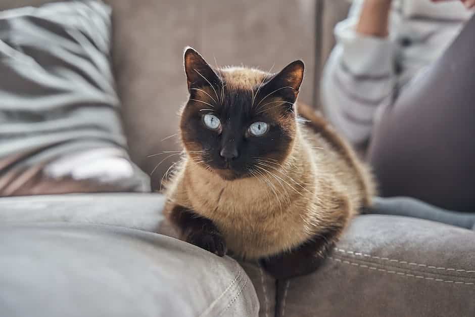 Image of a cat curled up on someone's lap, promoting emotional well-being and stress relief