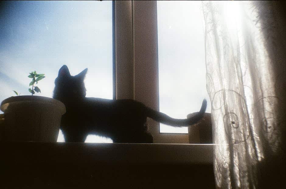 A cat sitting on a sun-soaked window sill while looking outside