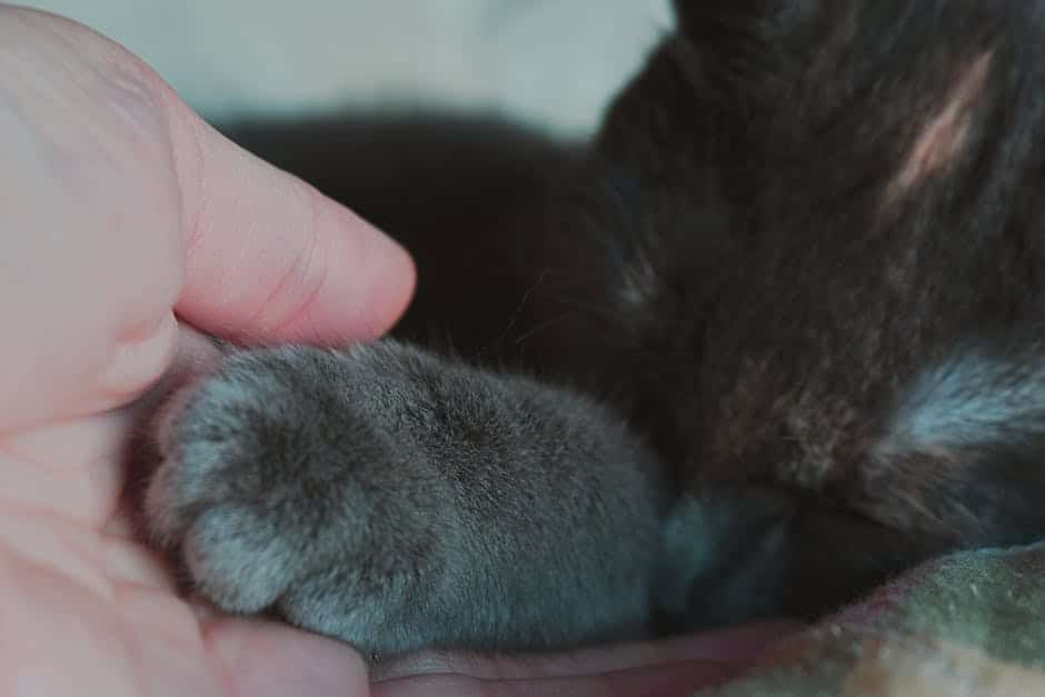 A close-up image of a cat pawing the Wonder Kitty kicker toy with excitement